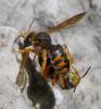 Rhodanthidium sticticum